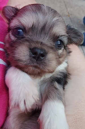 Chihuahua Welpen 