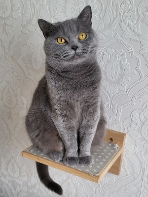 Wunderschöne BKH Katze