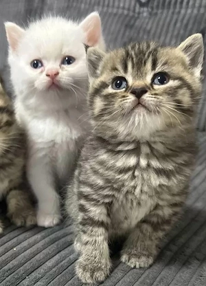 1 Süßer Britisch Kurzhaar Kitten Herzensbrecher sucht Zuhause