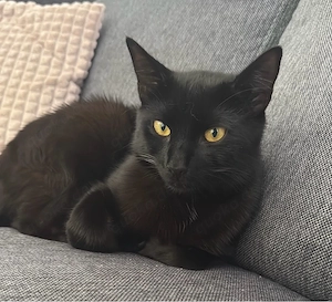 Kater Mario vermisst - Stummelschwänzchen Bild 5
