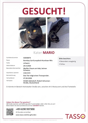Kater Mario vermisst - Stummelschwänzchen Bild 4