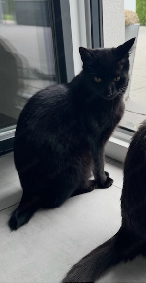 Kater Mario vermisst - Stummelschwänzchen Bild 2