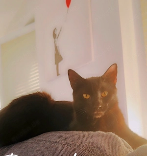 Kater Mario vermisst - Stummelschwänzchen Bild 3
