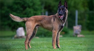 Suchen einen Malinois oder Herder 