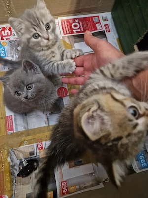 Britisch Kurzhaarkatze 