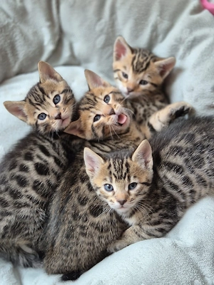 Süße Kitten (Mischlinge) abzugeben   