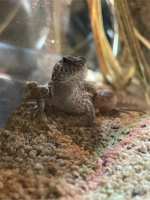 Maskenleguan 