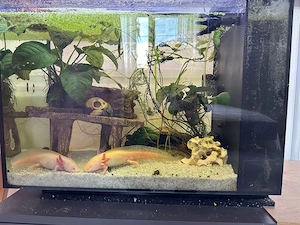 2 Axolotl (ca 1,5 Jahre alt) 