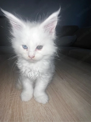 Maine coon Kätzchen