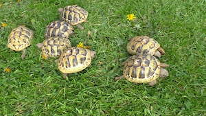 Griechische Landschildkröten Nachzucht 2024 THB, Ostrasse