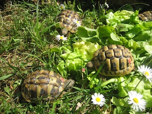 griechische Landschildkröten