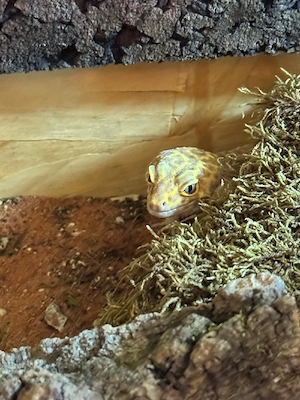 Leopardgecko ab zu geben 