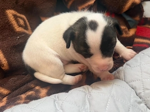 Jack Bully