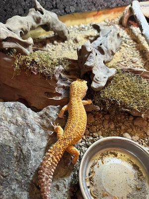 Leopardgecko 