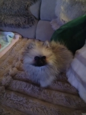 Spitz Pomerania welbe 