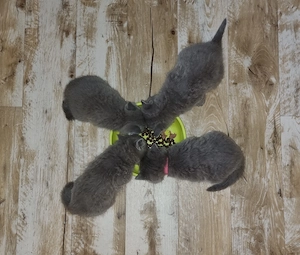 Britisch Kurzhaar Kitten 