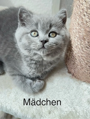 BKH Kitten zu verkaufen  (  blau & schoko )  700 EURO    Oberndorf am Neckar.   