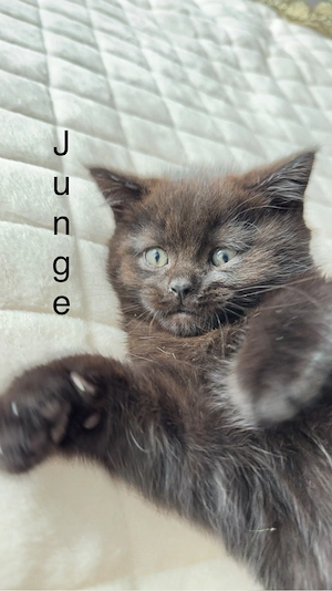 BKH Kitten zu verkaufen  (  blau & schoko )  700 EURO    Oberndorf am Neckar.   