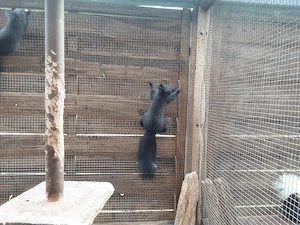 Schwarze Eichhörnchen Jungtiere abzugeben. 