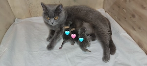 Britisch Kurzhaar Kitten 