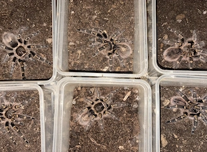 Vogelspinnen > Grammostola pulchripes Männchen