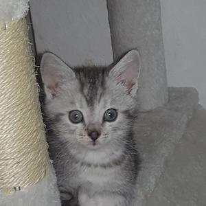 3 Katzen Kinder