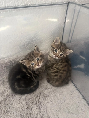 BKH-Mix Kitten Britisch Kurzhaar 