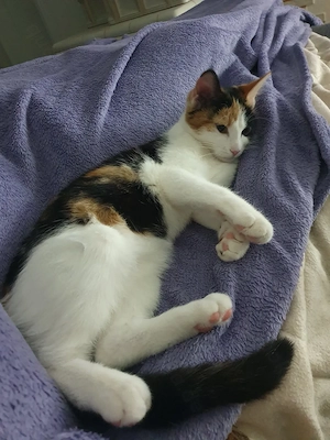 Bildhübsche Katze sucht neues Zuhause