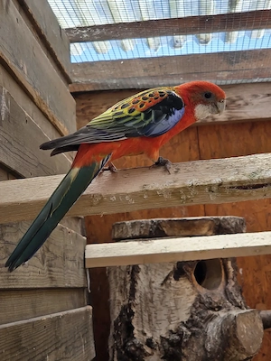 Rosella Mutationen 