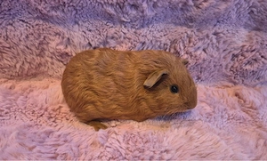 Skinny Skinnyträger Nacktmeerschweinchen