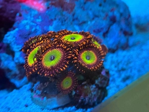 Zoanthus Bowser