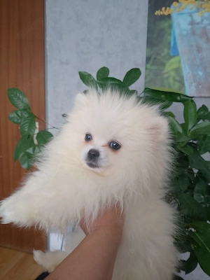 Pomerenien gechipt geimpft entwurmt EU pass