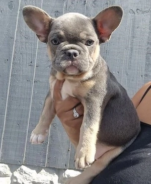 Französische Bulldoggenwelpen