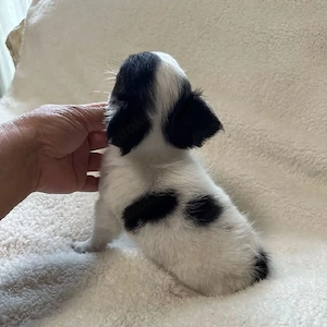 Chihuahua Welpen