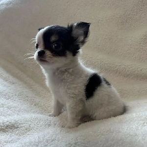 Chihuahua Welpen