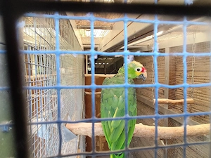 Amazone, Gelbwangenamazone 