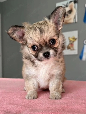 2 Chihuahua-Welpen zu verkaufen