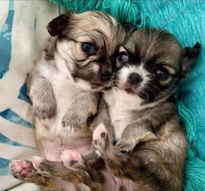 Registrierte Chihuahua-Welpen abzugeben. 