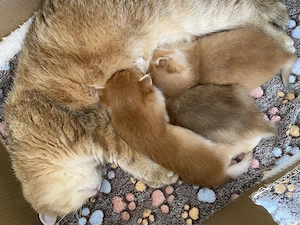 Bkh Kitten 