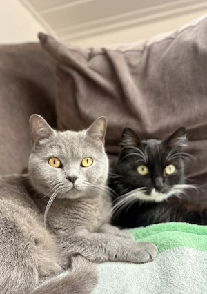 BKH Katzen Mama und Tochter supersüße Hauskatzen