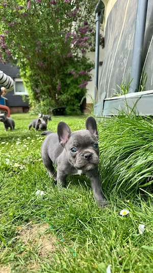 1 Bully Mädchen sucht ihr Zuhause! Bild 2