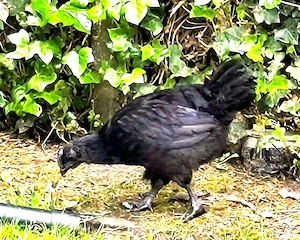 Ayam Cemani Hahn (2)