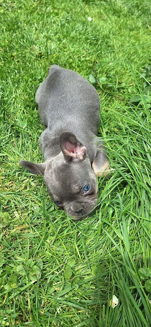 Französische Bulldoggen 