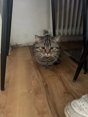 bkh kitten 