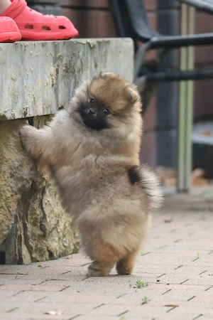 Süßer Pomeranian (Deutscher Zwergspitz) Welpe zu verkaufen