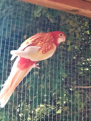 Rosellasittiche