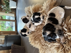 Bildschöne English Cocker Spaniel Welpen abzugeben