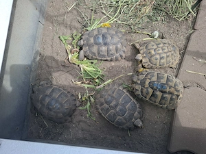 Zwei weibliche griechische Landschildkröten adult