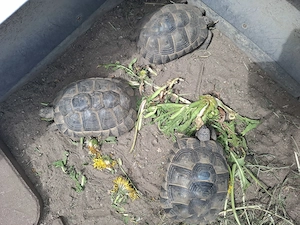 Drei weibliche Maurische Landschildkröten 