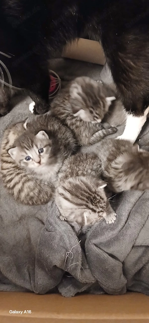 Zwei Baby Kätzchen noch abzugeben  Bild 3